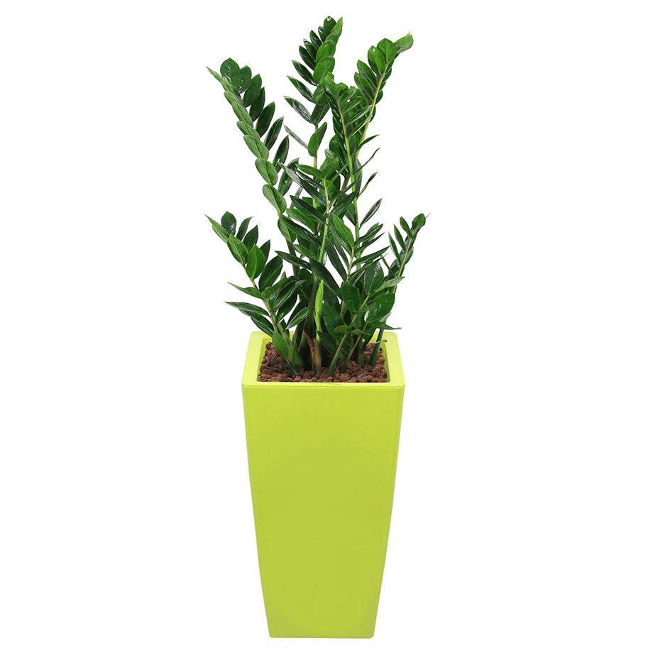 Zamia complete in square lime green RITZ container