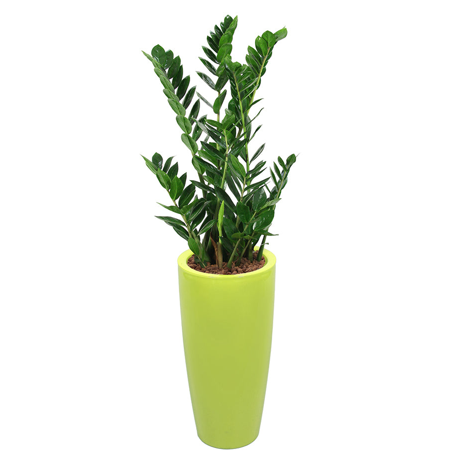 Zamia complete in round lime green RITZ container