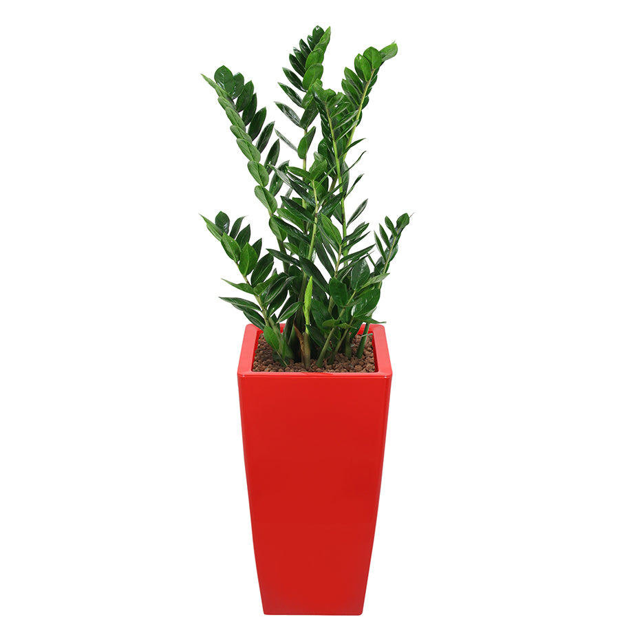 Zamia complete in red square RITZ container