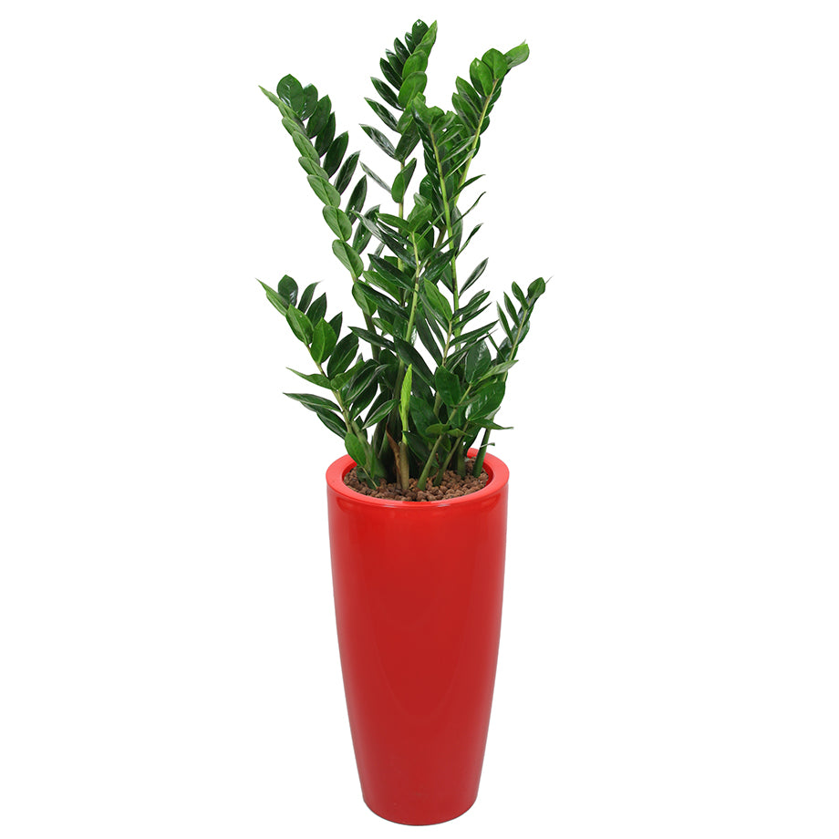 Zamia complete in red round RITZ container