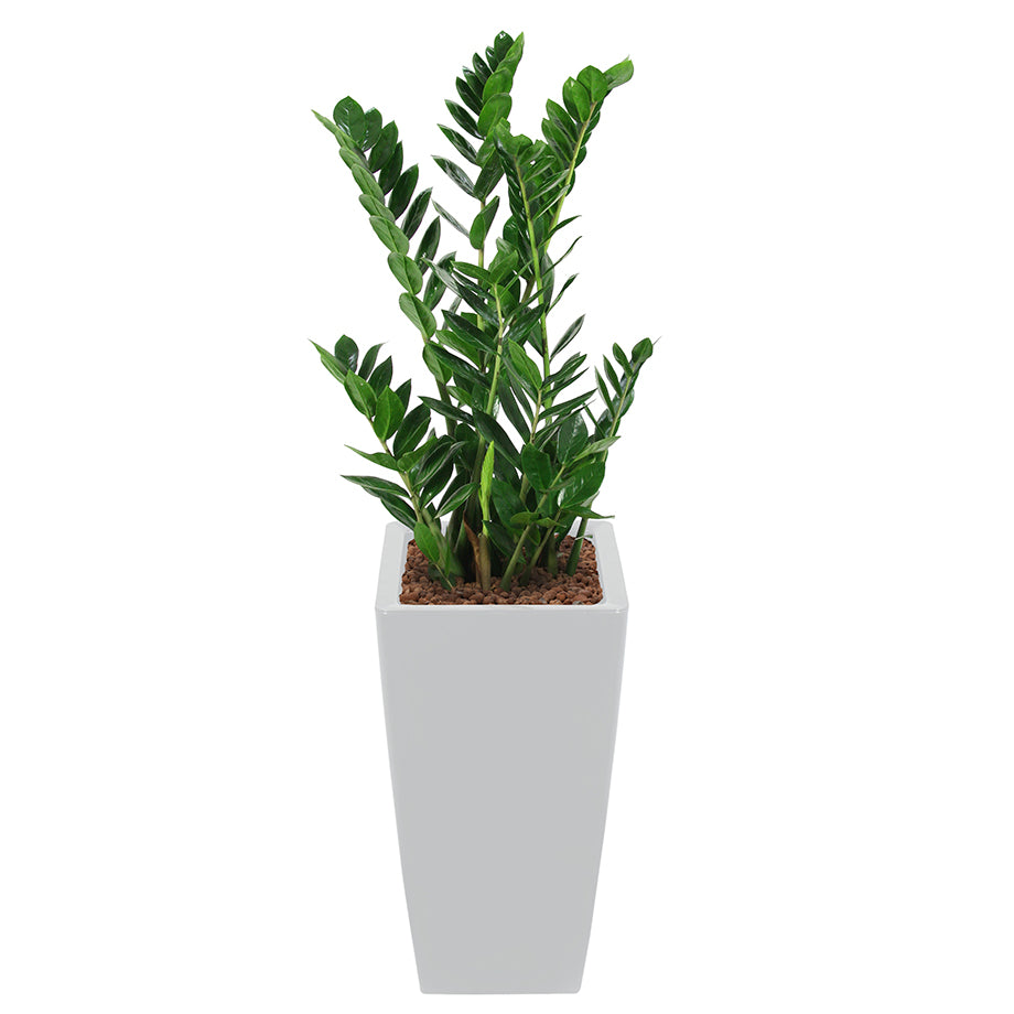 Zamia complete in silver square RITZ container