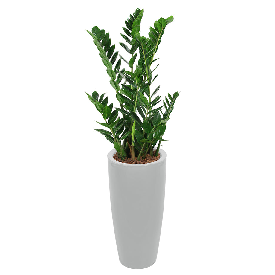 Zamia complete in silver round RITZ container