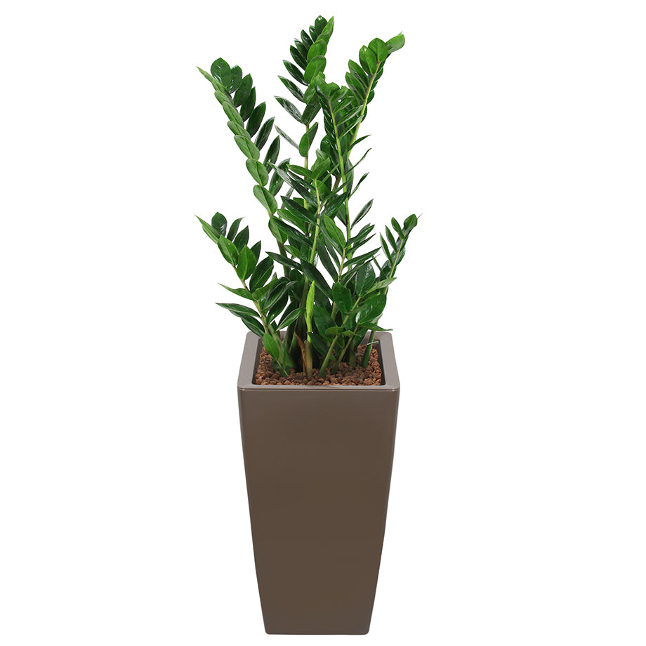 Zamia complete in square taupe RITZ container