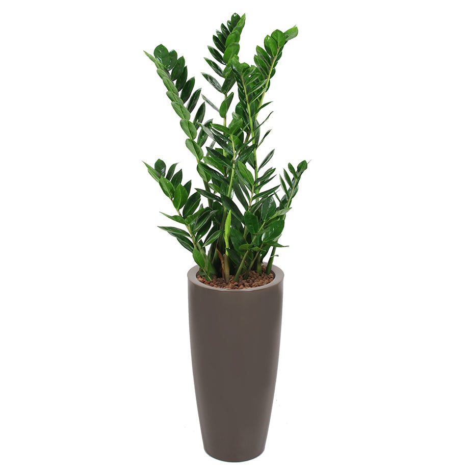 Zamia complete in round taupe RITZ container