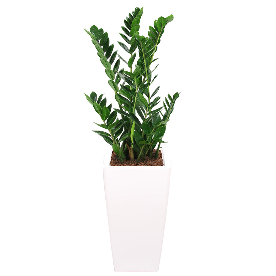 Zamia complete in square white RITZ container