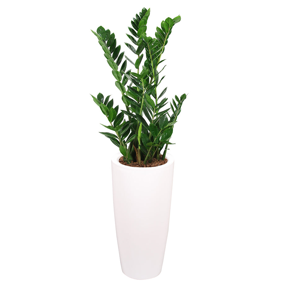 Zamia complete in round white RITZ container