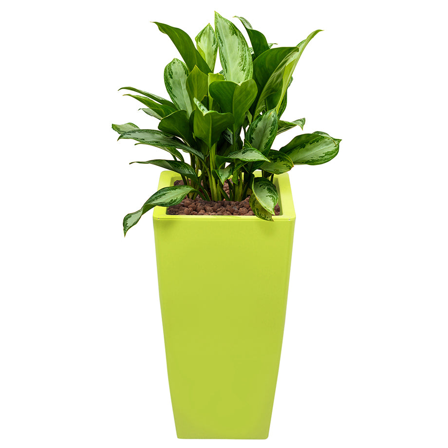 Aglaonema in Lime Green Square Ritz container