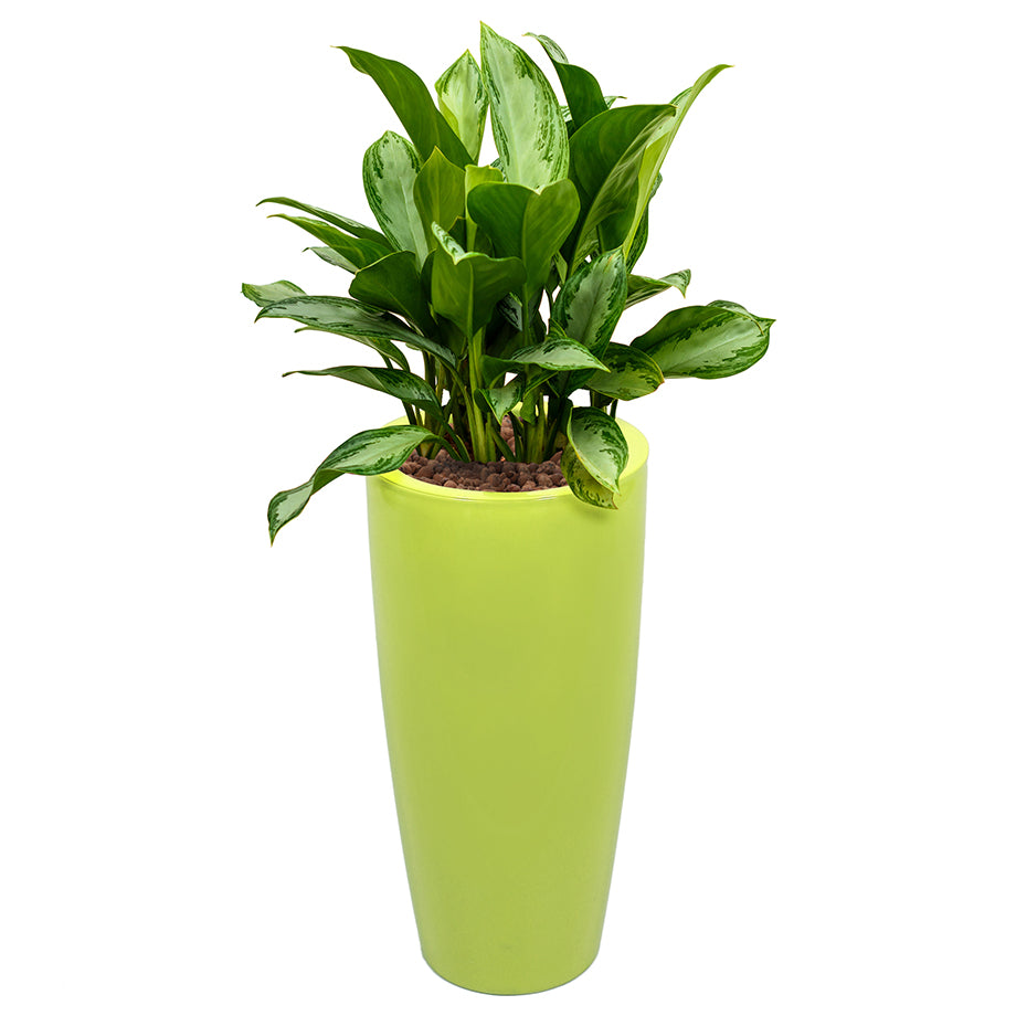 Aglaonema in Lime Green round Ritz container