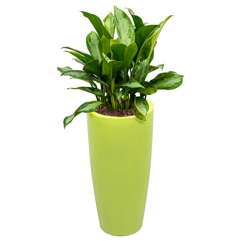 Aglaonema in Lime Green round Ritz container