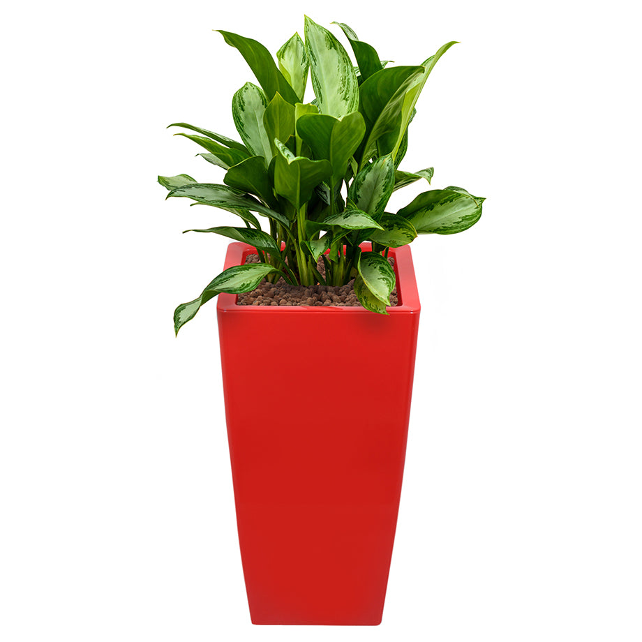 Aglaonema in Red Square Ritz container