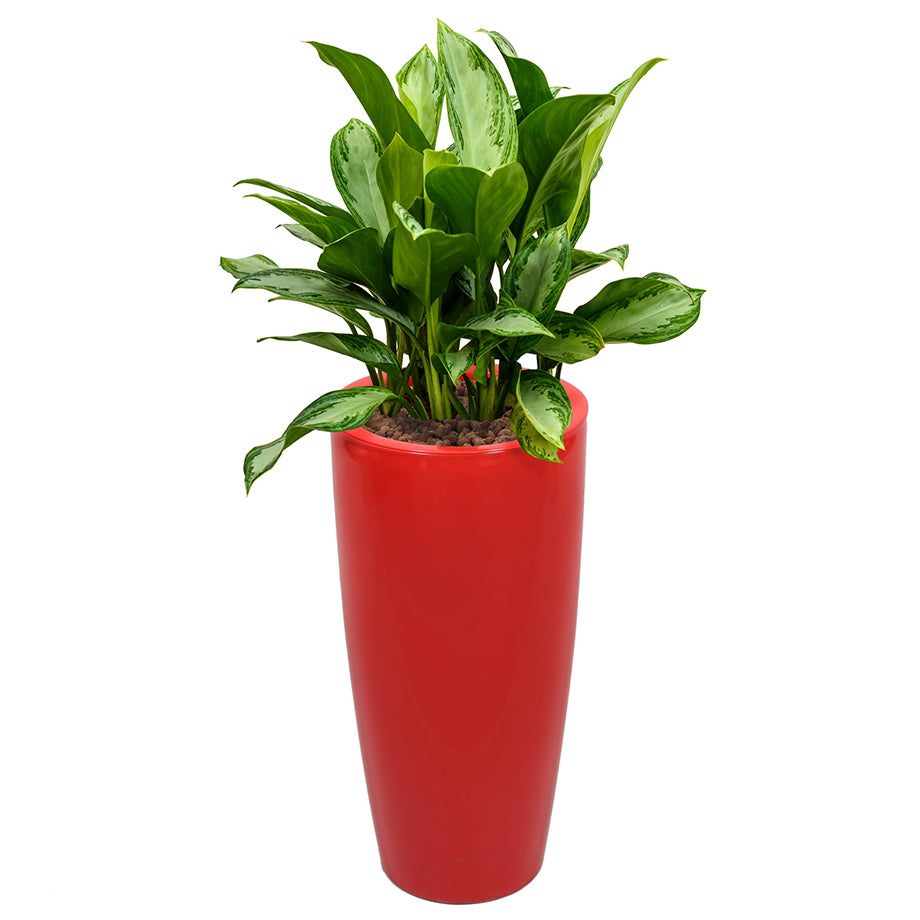Aglaonema in Red round Ritz container