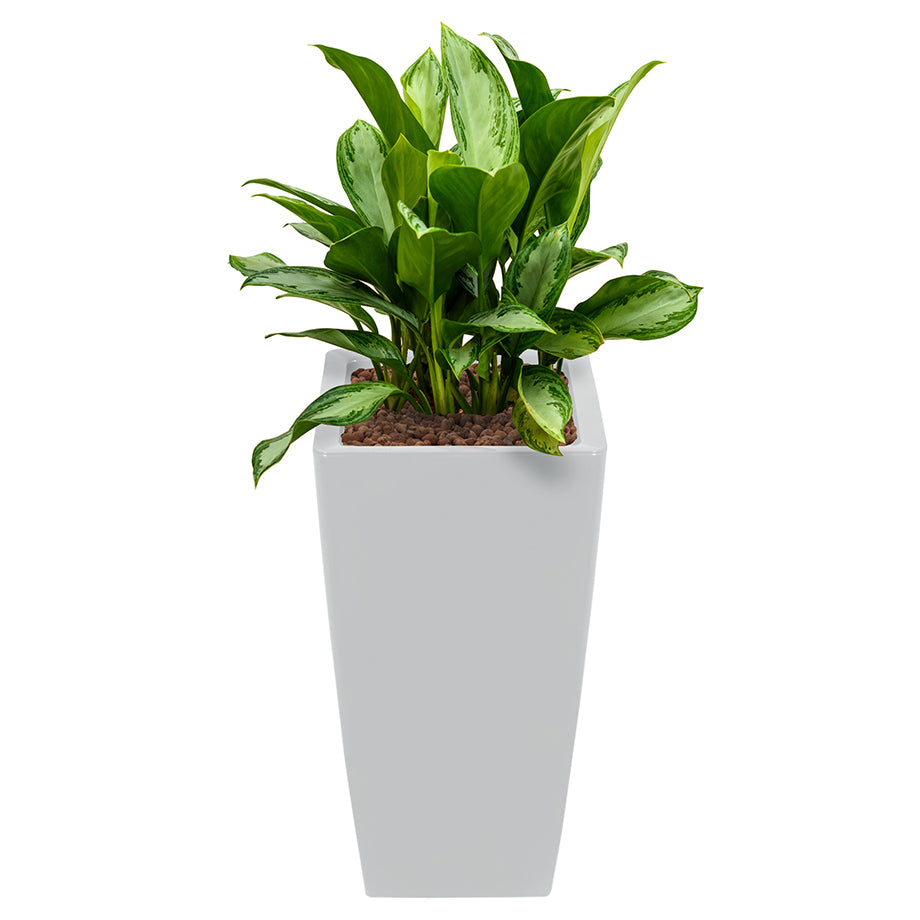 Aglaonema in Silver square Ritz container