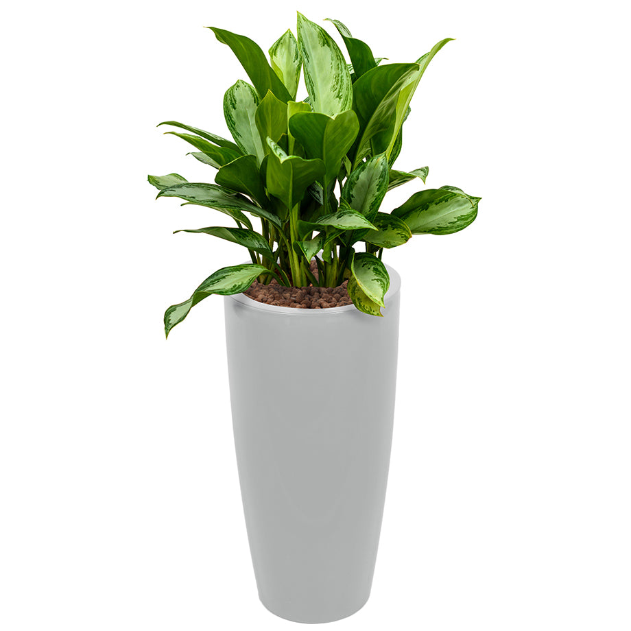 Aglaonema in Silver round Ritz container