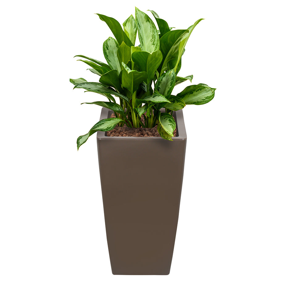 Aglaonema in Taupe Square Ritz container