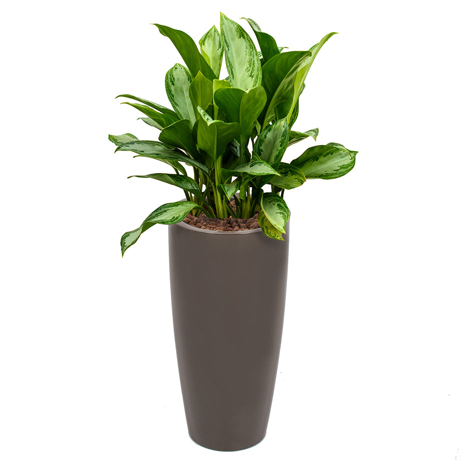 Aglaonema in Taupe round Ritz container