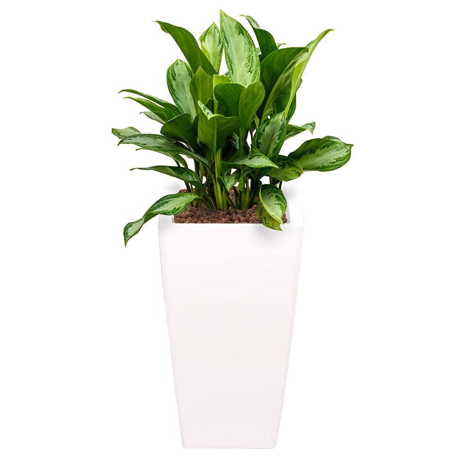 Aglaonema in white Square Ritz container