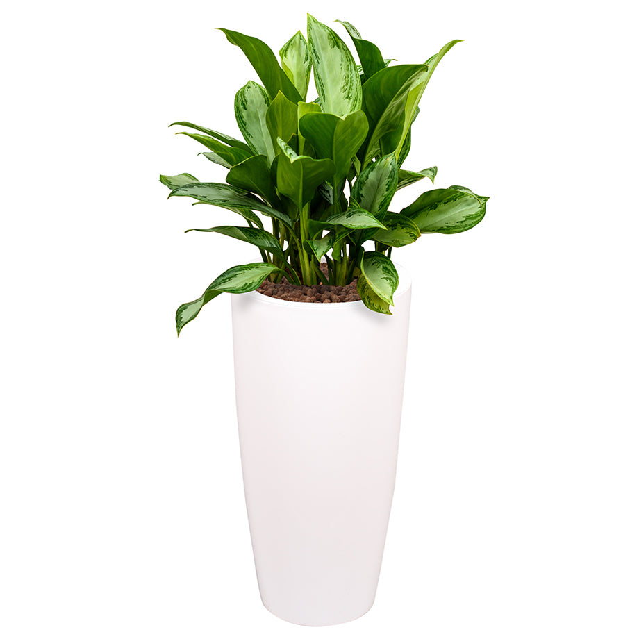 Aglaonema in white round Ritz container