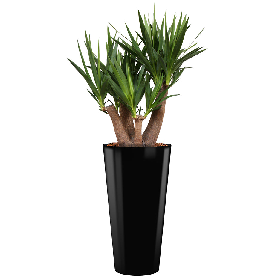 Yucca branched in black round Potz container 