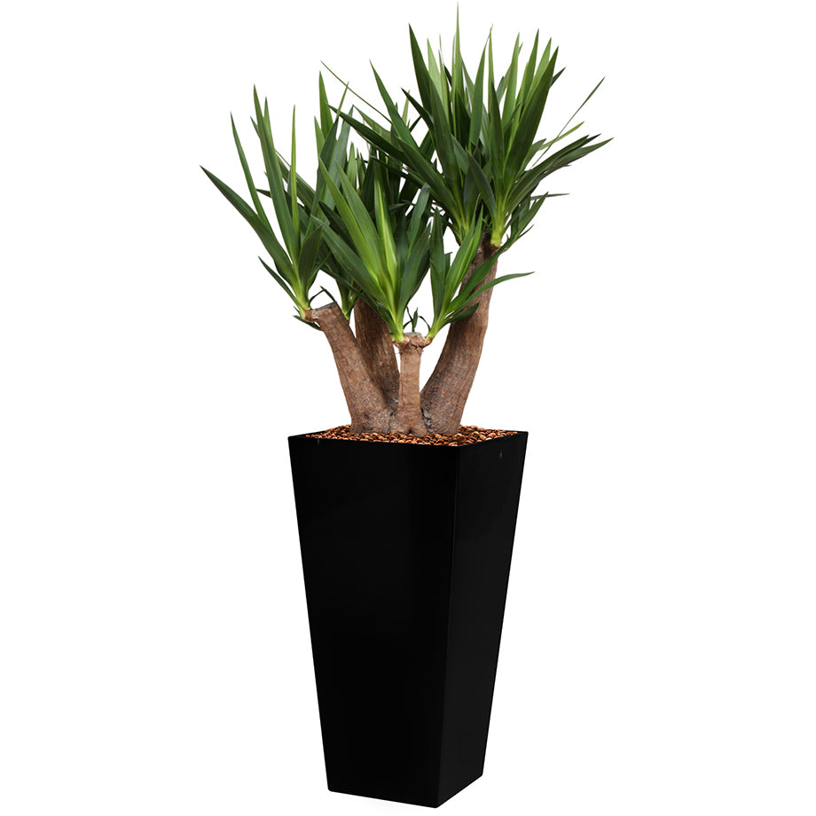 Yucca branched in black Square Potz container 