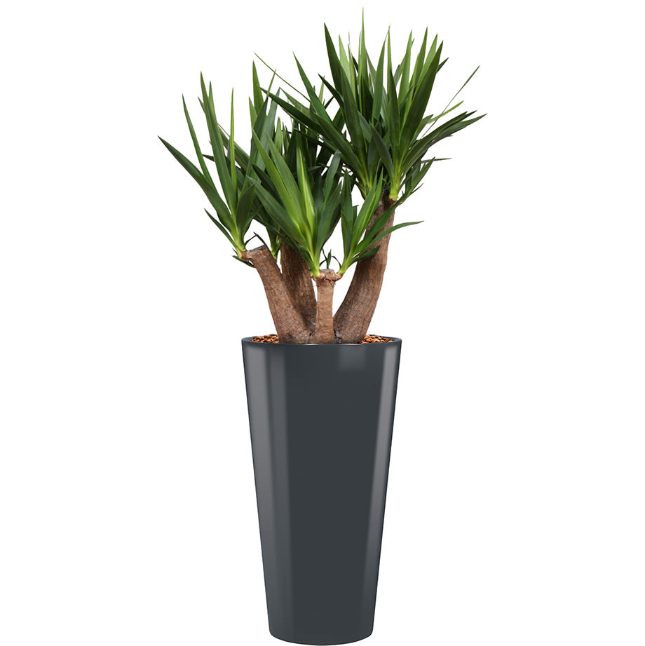 Yucca branched in grey round Potz container 