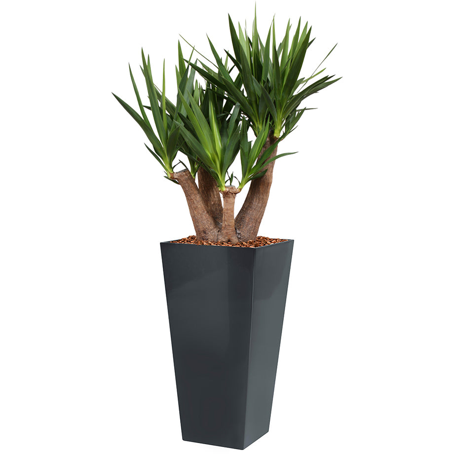 Yucca branched in grey square Potz container 