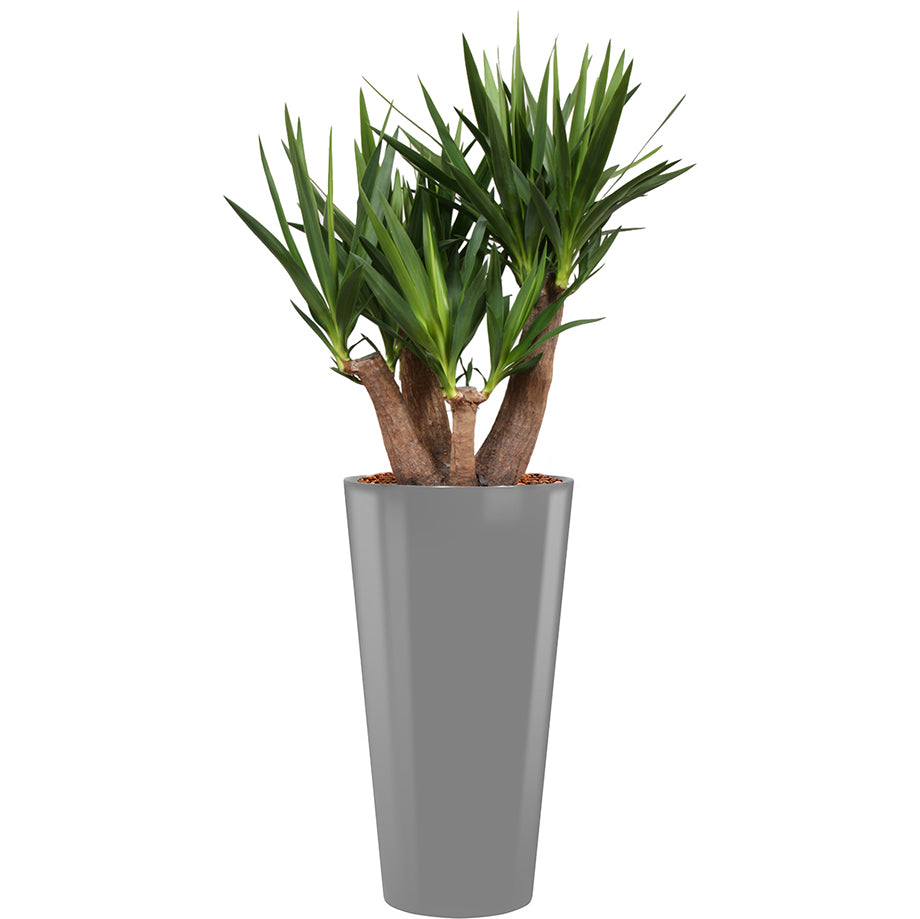 Yucca branched in silver round Potz container 
