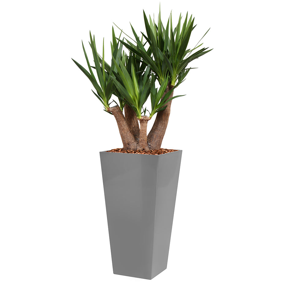 Yucca branched in silver Square Potz container 