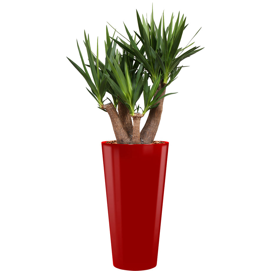 Yucca branched in red round Potz container 