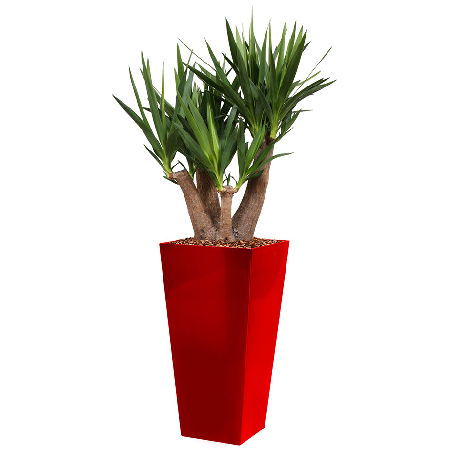 Yucca branched in red Square Potz container 