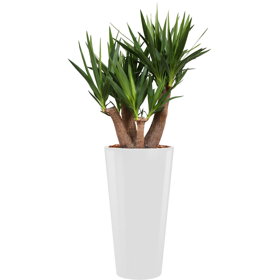 Yucca branched in white round  lechuza rondo container 