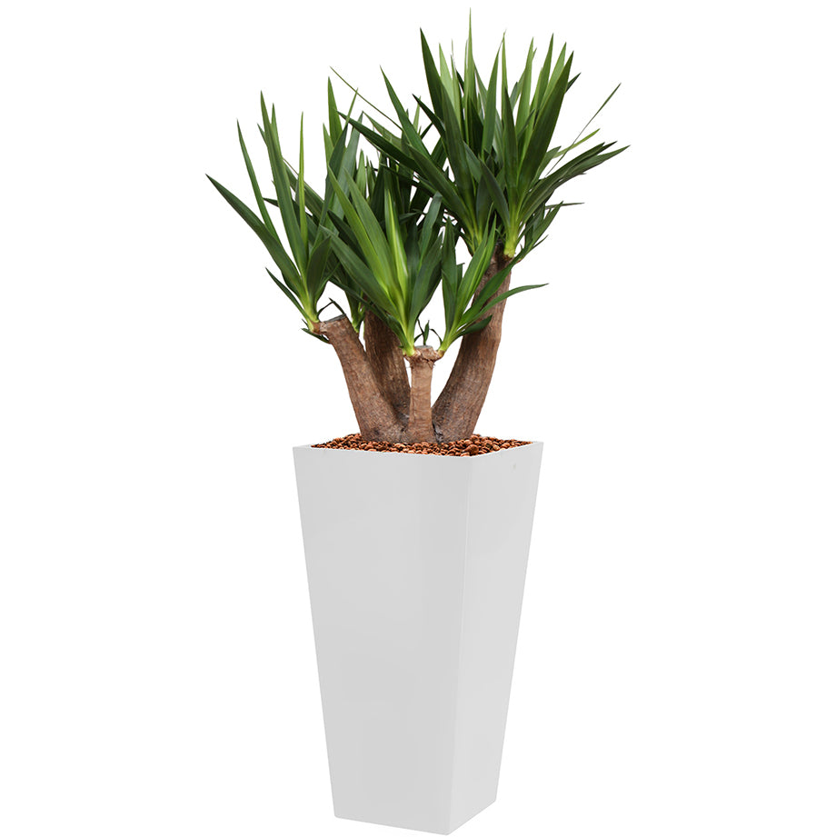 Yucca branched in white Square lechuza cubico container 